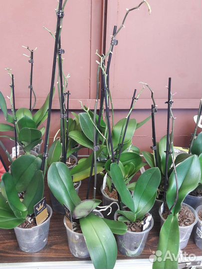 Орхидеи отцветашки