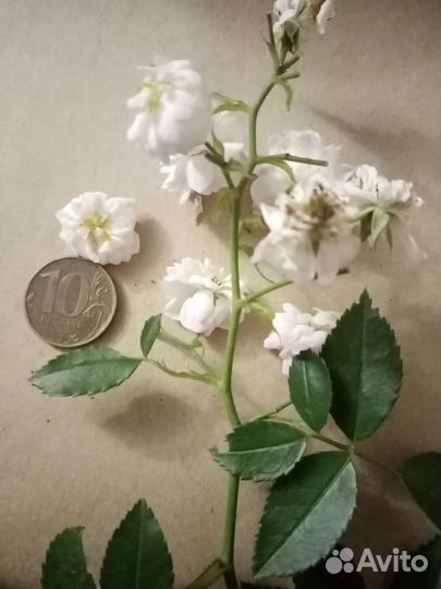 Плетущаяся роза, роза плетучка