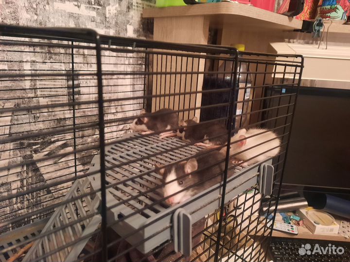 Отдам в добрые руки крыс