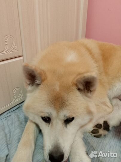 Щенки акита ину