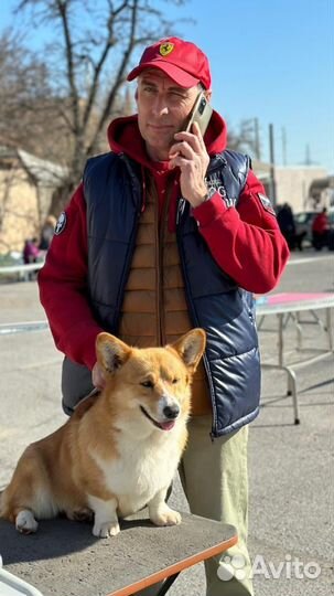 Обучение Вельш корги пемброк