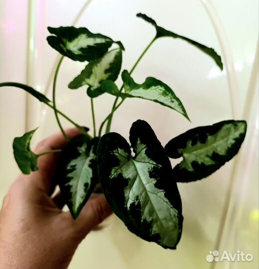 Сингониумы и другие