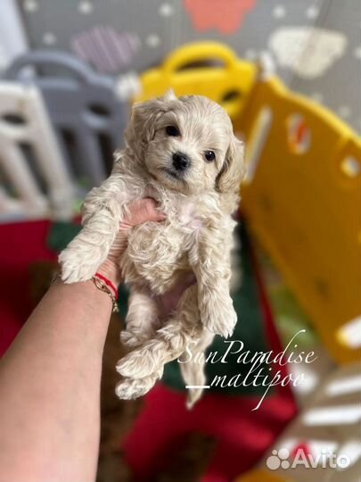 Тедди пудель девочка Китай