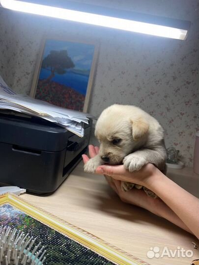 Щенки лабрадора в добрые руки