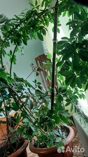 Цветы для офиса и дома