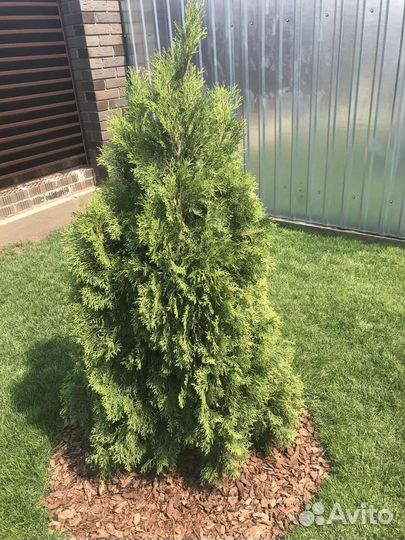 Можевельник туи