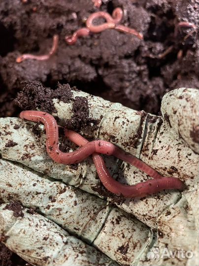 Красный калифорнийский червь