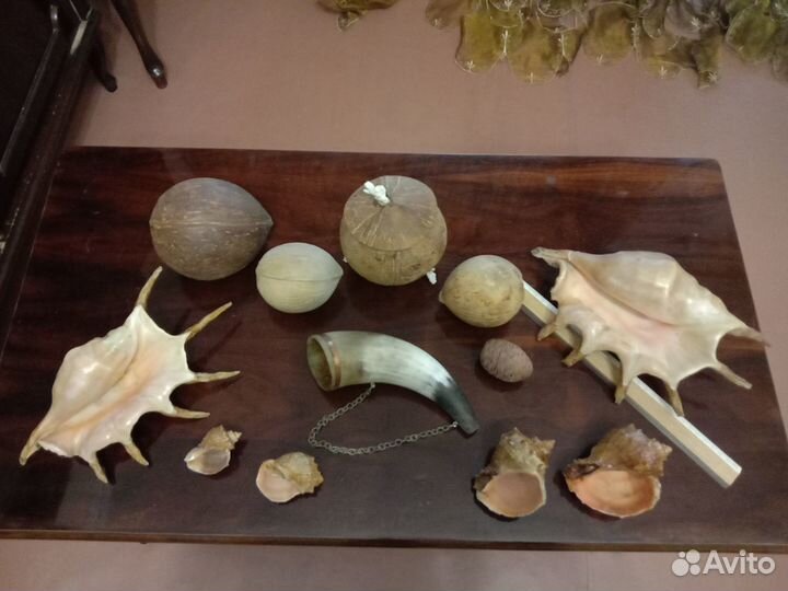 Кораллы и ракушки