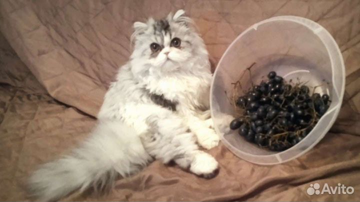 Персидский кот вязка