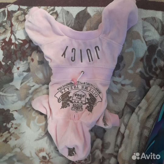 Одежда для собак