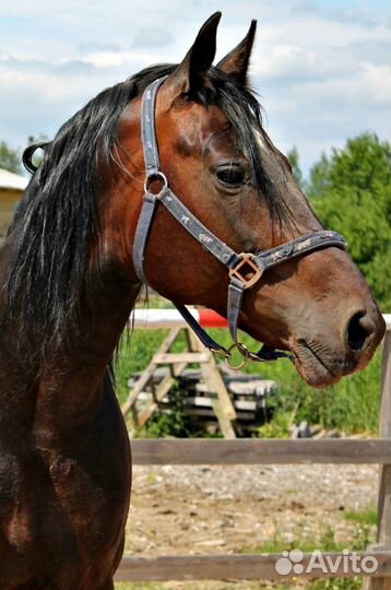 Жеребец на случку. Русский рысак