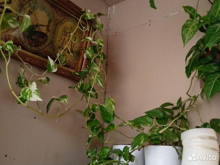 Эпипремиум золотистый