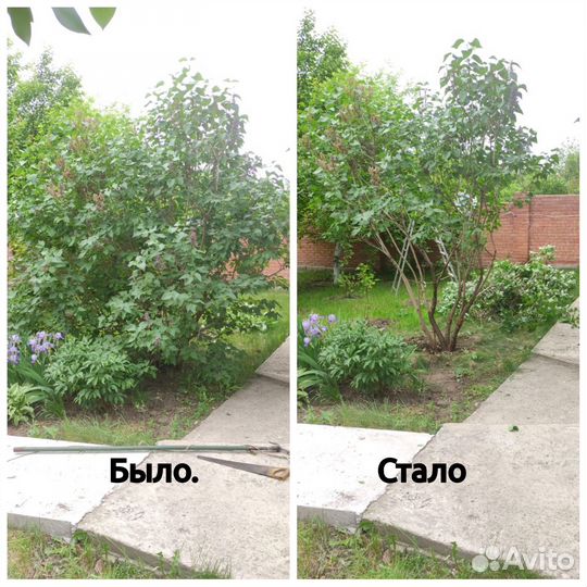 Обрезка плодовых деревьев и кустарников