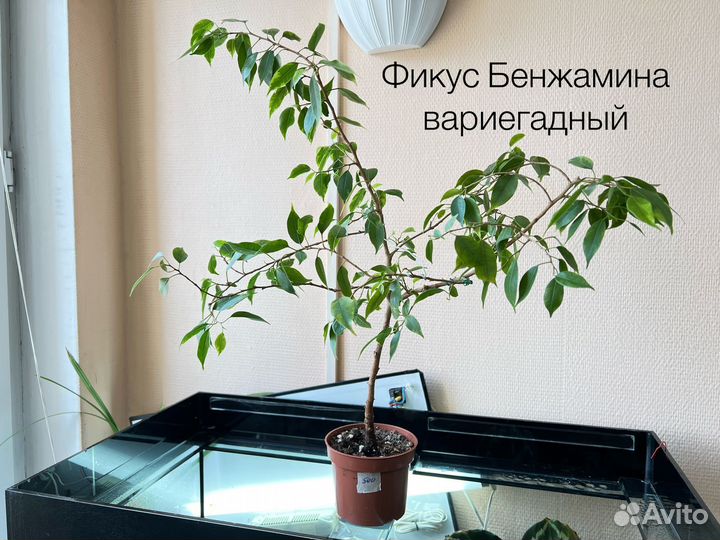 Комнатные растения
