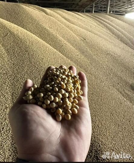 Продаю сою, нут сафлор, кукуруза пшеница