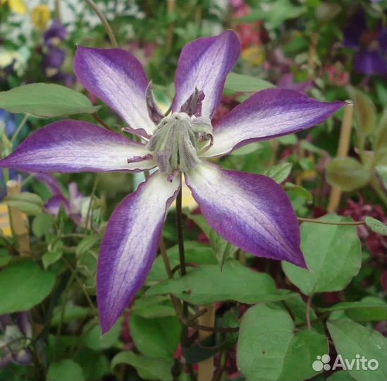 Саженцы клематиса