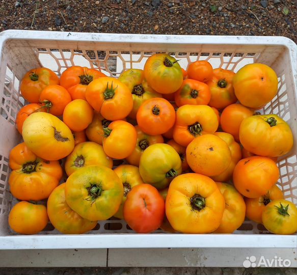 Помидоры свежие открытого грунта