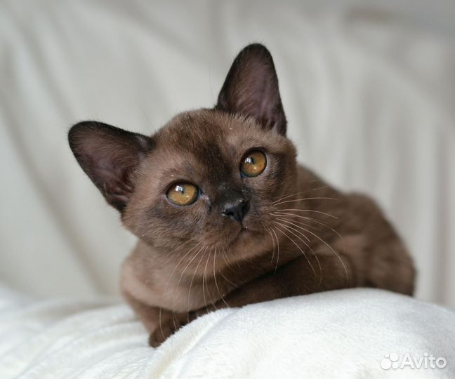 Бурманские котята
