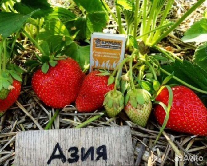 Рассада клубники Азия