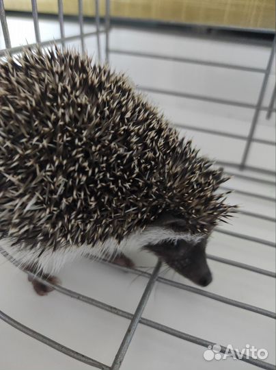 Африканский карликовый еж (девочка)