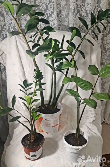 Замиокулькас