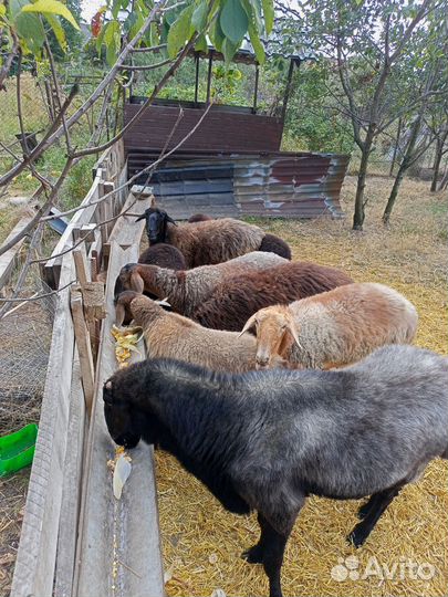 Овцы Баран