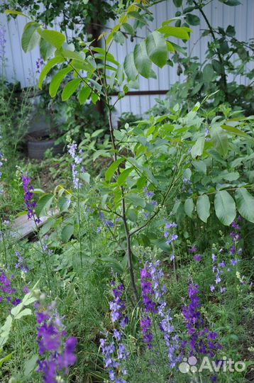 Деревья орех саженцы от 1-8 лет