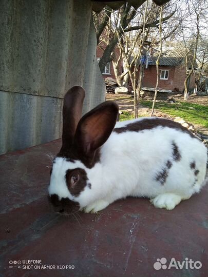 Продаются кролики на племя