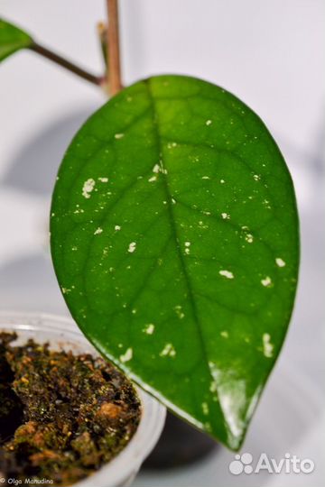 Хойя карноза (carnosa), мясистая