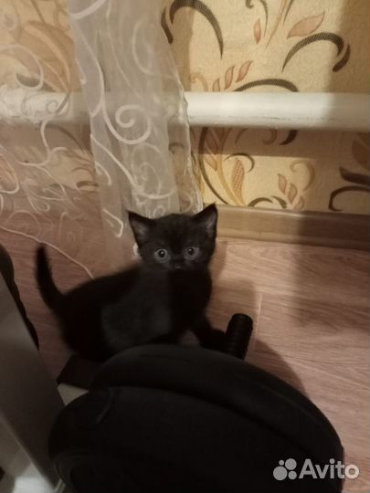 Котята в добрые руки бесплатно