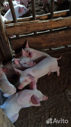 Поросята крупная белая и кармал