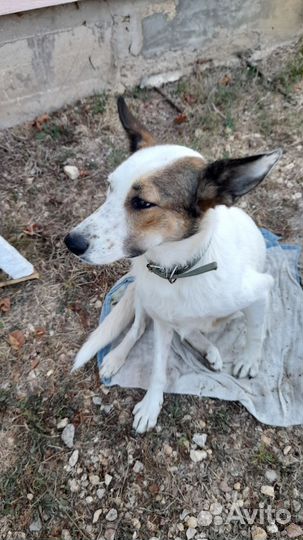 Найдена собака