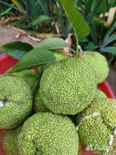 Маклюра адамово яблоко