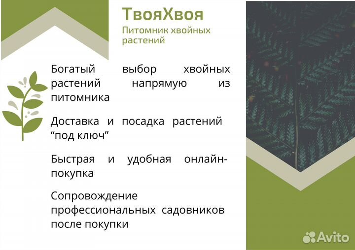 Можжевельник Экстра качества