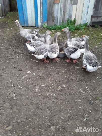 Продам гусей на племя