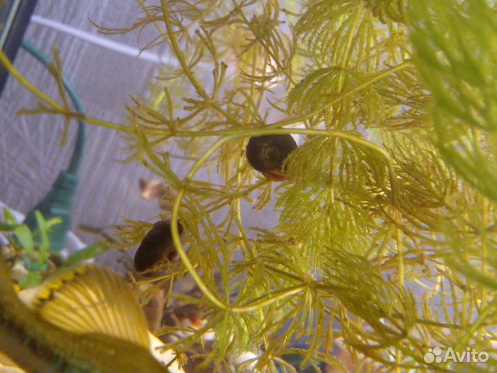 Улитки катушки