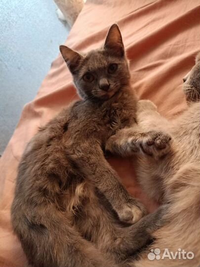 Отдам кошечку в добрые руки