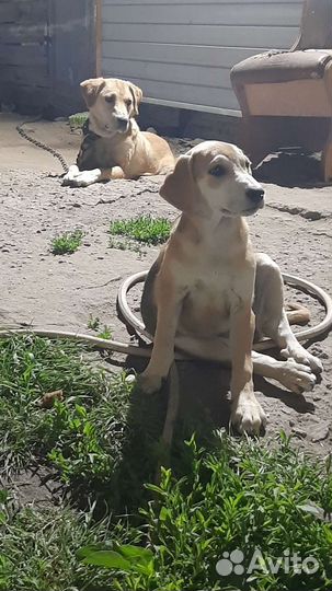 Продам щенка породы русская гончая