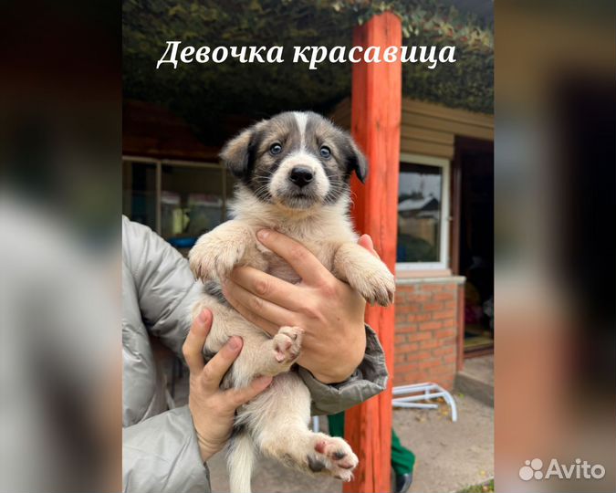 Отдаю щенков Лайка