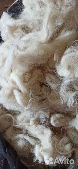 Шерсть овечья мытая