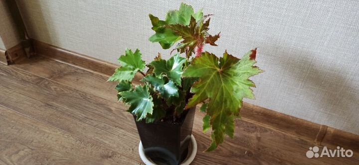 Фикус, бегония, крассула