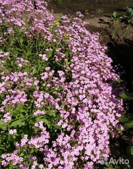 Сапонария базиликолистная, ваточник