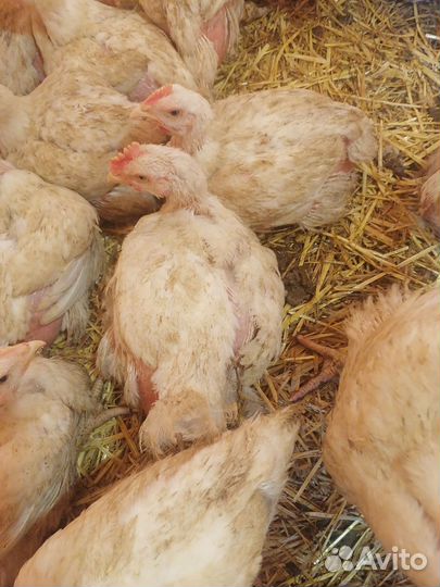 Домашние куры бройлеры