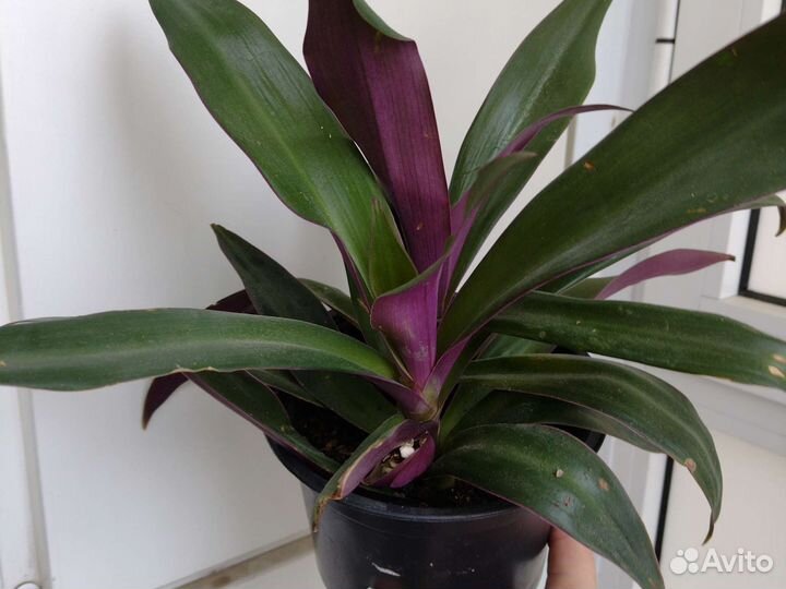 Традесканция рэо