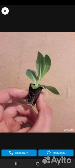 Эустома рассада