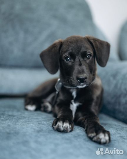 Щенок(метис лабрадор девочка) в добрые руки