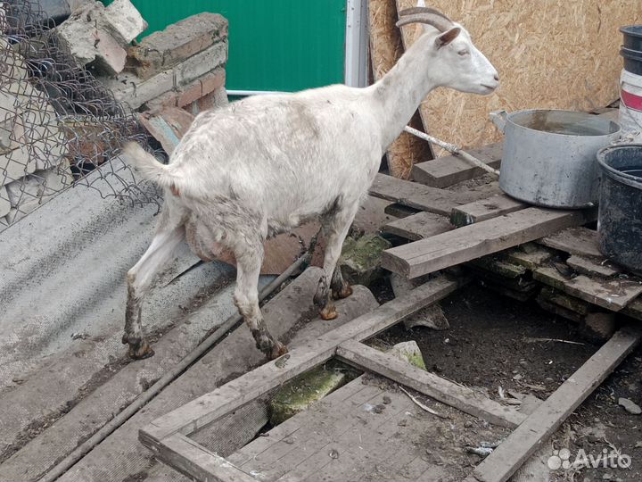 Коза дойная молочная