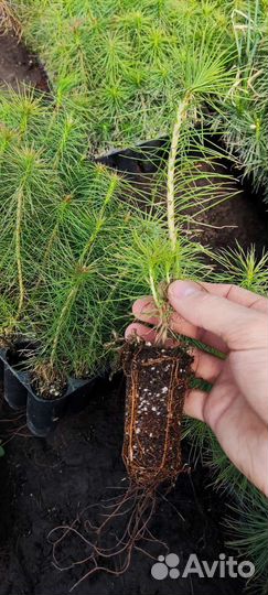 Сеянцы сосны обыкновенной с закрытой корневой сист