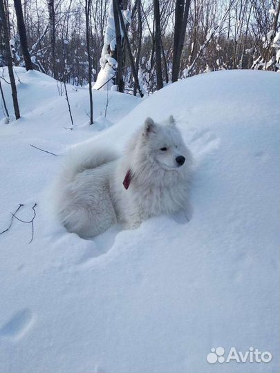 Вязка самоед