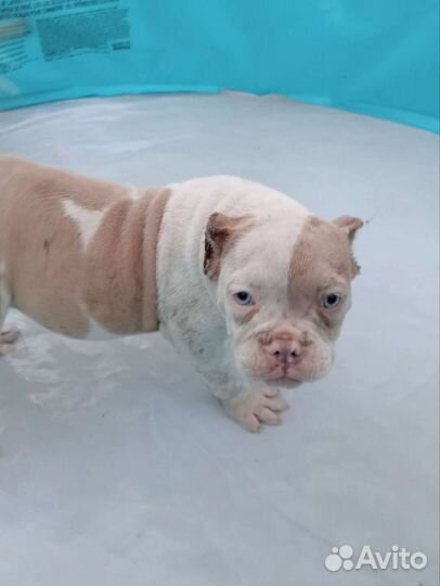 Американский булли щенки